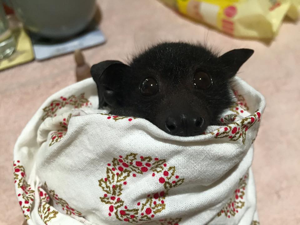 White Wolf Little Rescued Orphan Bats Stay Cozy Wrapped Up Like Little Burritos