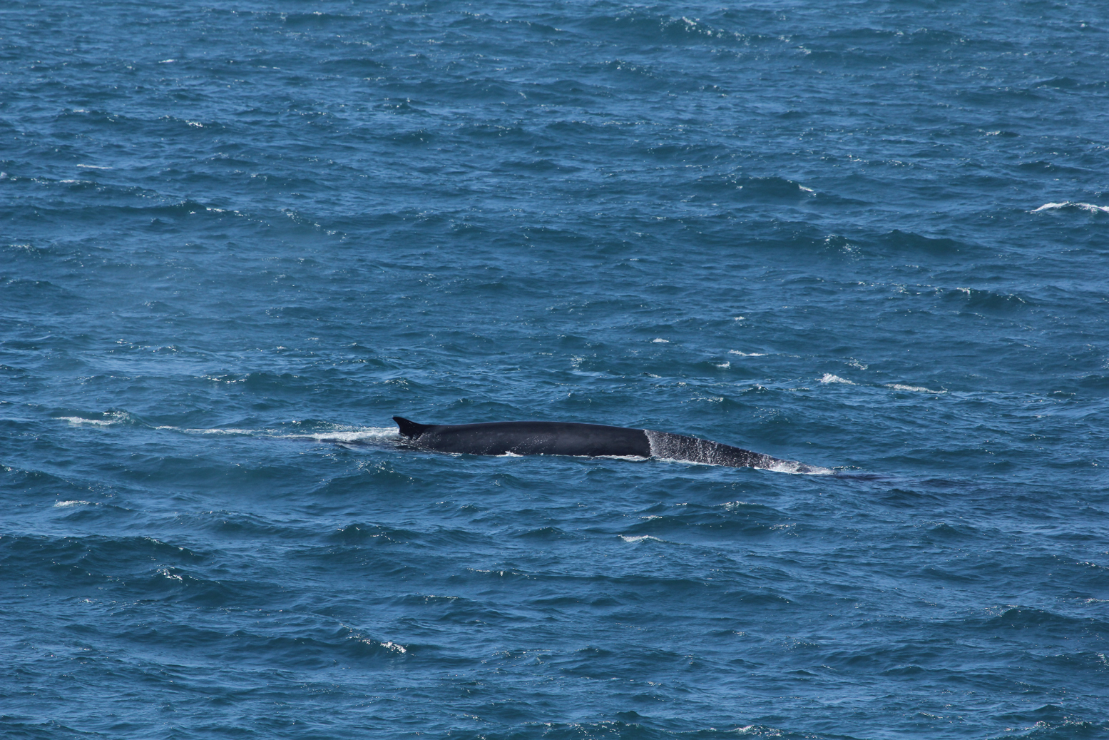 Wild Barley A day in the Bay of Biscay