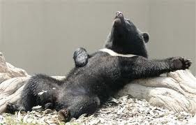 Funny American Black Bear