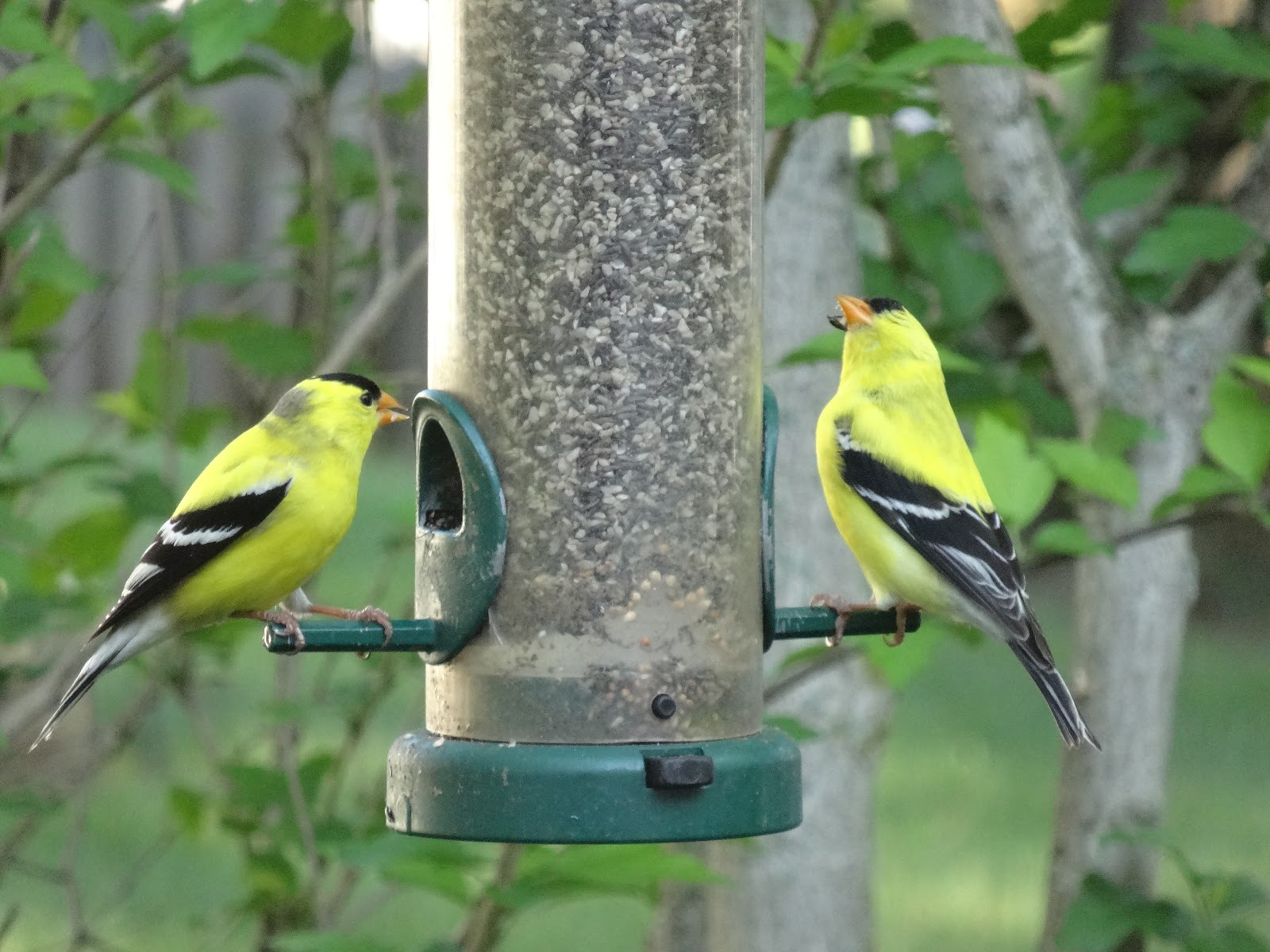 Love, Joy and Peas Yellow Finches Feeding