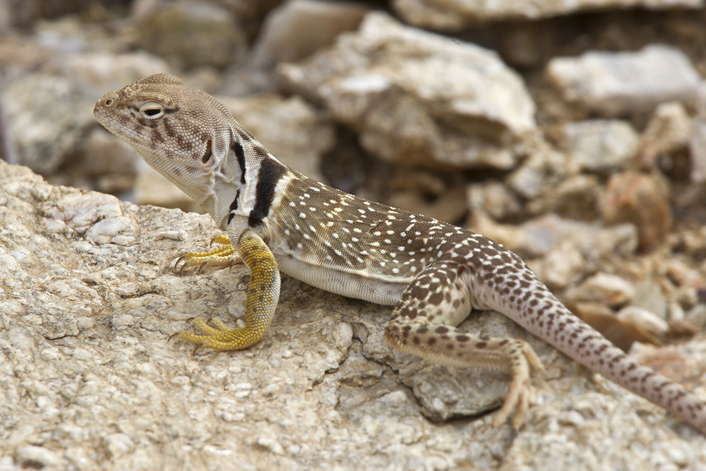 Your Daily Dose of Sabino Canyon Eastern Collared Lizards