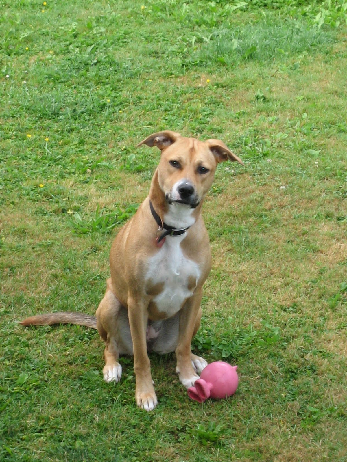 Dog Has Leash Aggression at Cole Esquivel blog