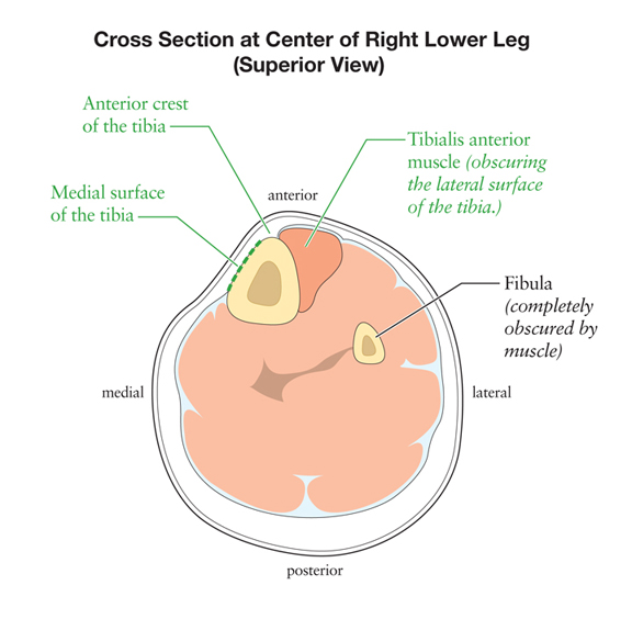 Fibula Anterior Crest