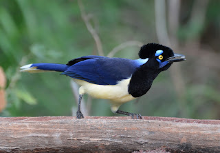 Plush-Crested Jay, Cyanocorax chrysops
