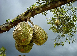 Wisata Kampung Durian di Jombang wisata jawa timur, wisata jombang, durian montong kampung durian