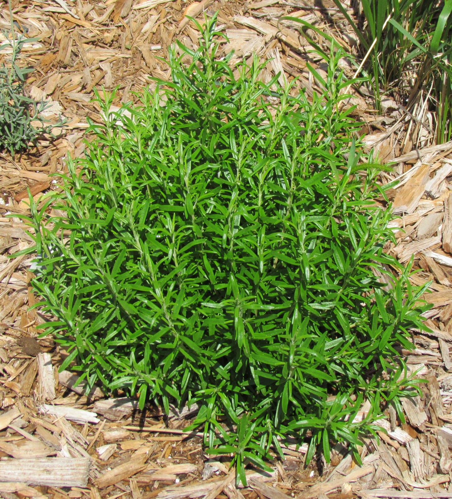 The Morning Latte Inviting Herb into Your Life