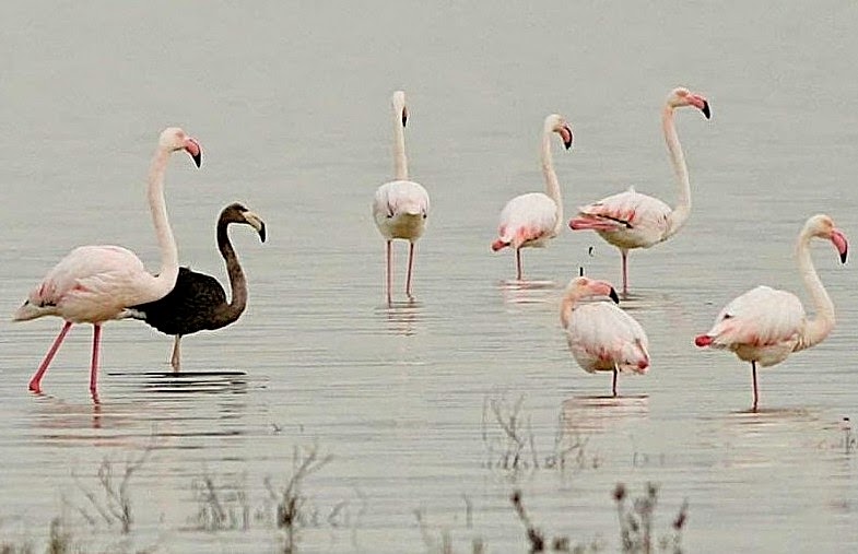 black flamingo black flamingo
