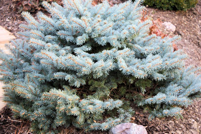 A Guide To Northeastern Gardening Colorful Evergreens In The