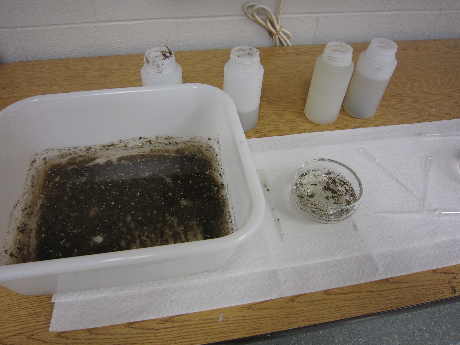 Amy Brown Science Microscope Fun!