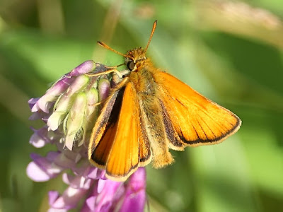 European skipper