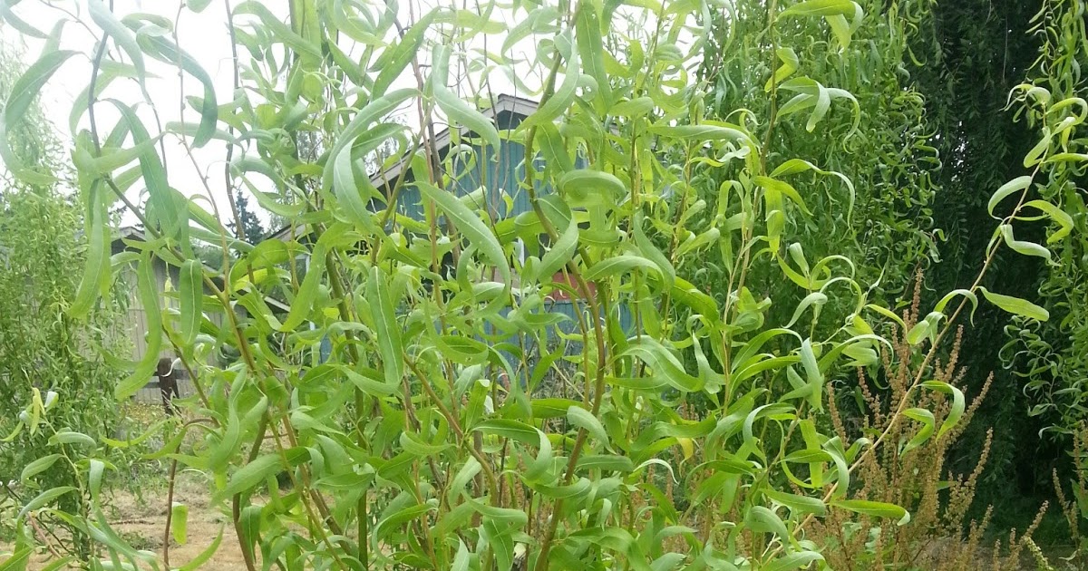 Mind of Starlyt: DIY Garden Fence (using curly willows) -In Progress-