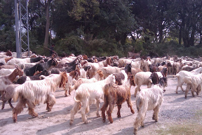 qurbani animal goat images 2013