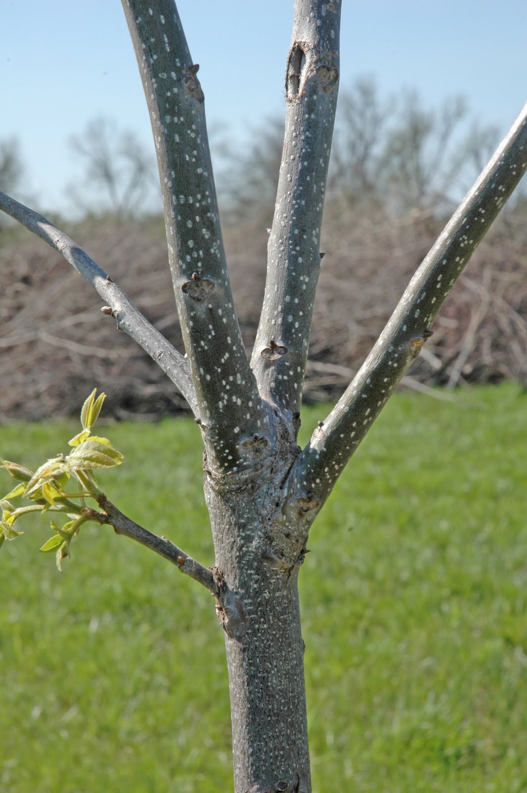 Northern Pecans Training young pecan trees Tree growth habits