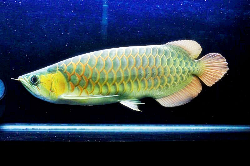 IKANHIAS: CARA MEMILIH IKAN HIAS ARWANA