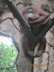 Beautiful candid photo of a Orangutan at "Schmutzer Primate Centre"  inside Ragunan zoo.