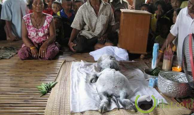 Makhluk aneh dari Thailand Makhluk aneh dari Thailand