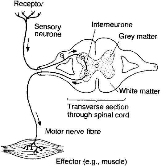 Nerve Response