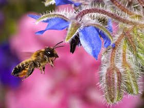 Beautiful Wallpapers: Bee HD Wallpaper