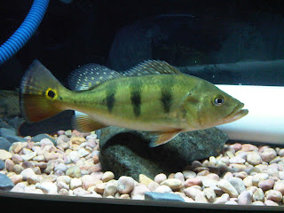 Cara Merawat Ikan Peacockbass