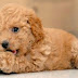 Mira nombres para perros caniches macho y hembra