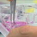 Científicos consiguen crear espermatozoides en un laboratorio