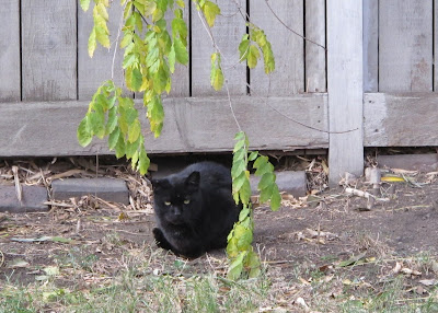 German Village cat