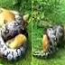 Brave owner saves his dog from the grasp of a huge Python!