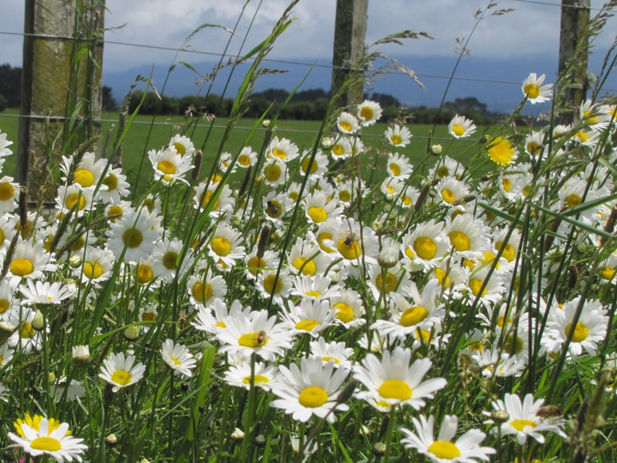photographing New Zealand wild daisies at the fence line