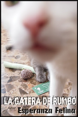 Espontánea felina... para Esperanza Felina