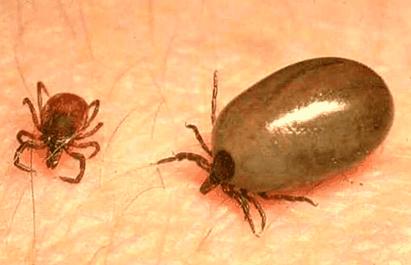 K J Anjing Tiba Tiba Pincang Dan Sendi Kaki Bengkak Ternyata