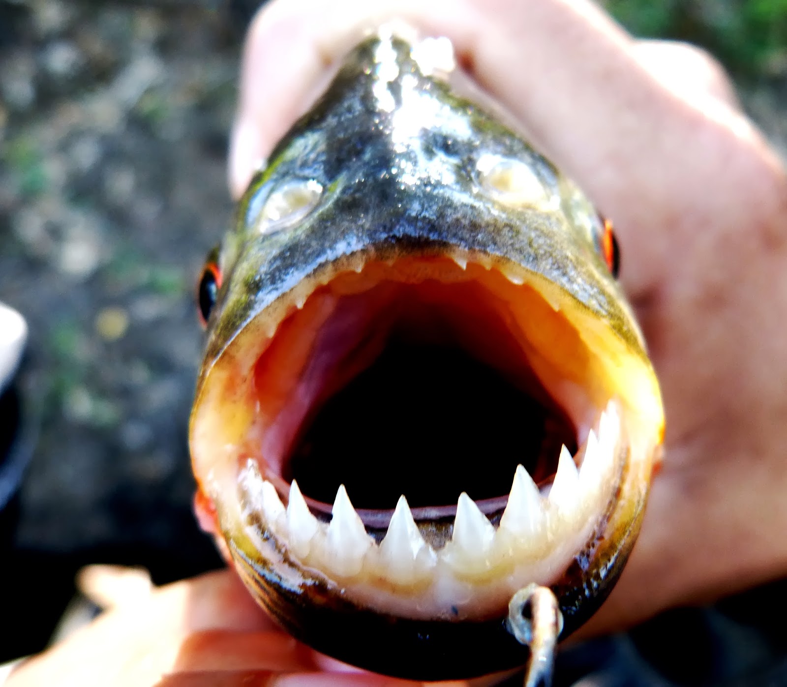Texan Treks: Amazon River Adventure 2014