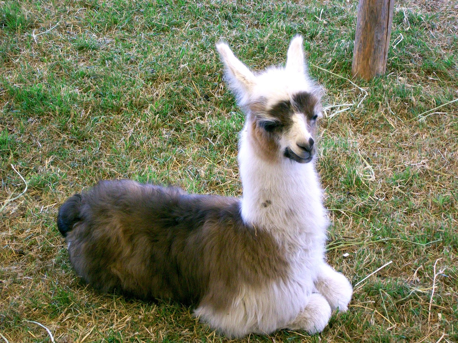 CJO Photo: Llamas