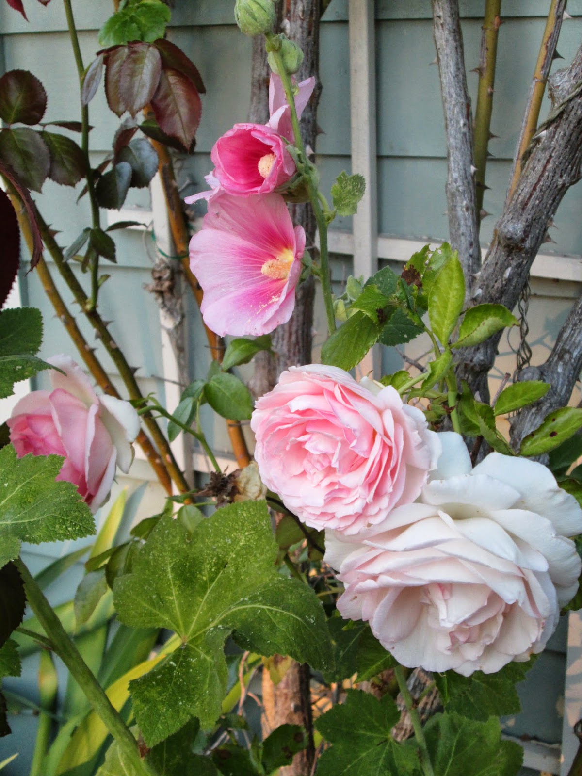 Pink Flowers