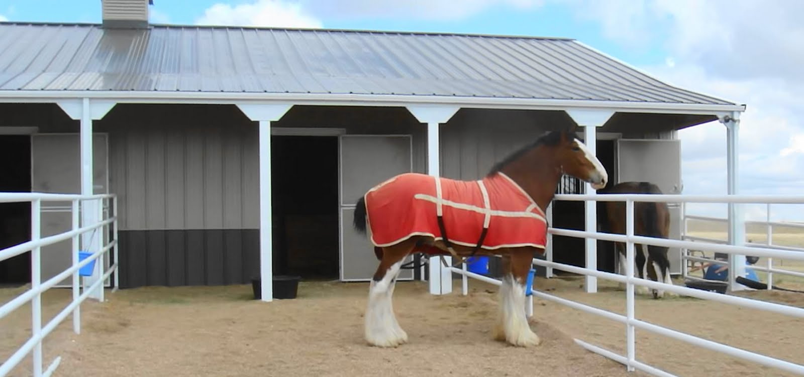 Moondance Ranch It's All About the New Guy