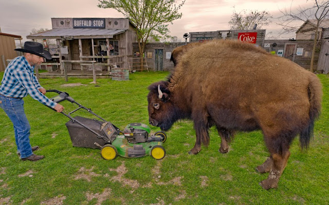 A couple in Texas shares their home with two bison, pet bison, buffalo whisperer, animal pictures, bison pictures