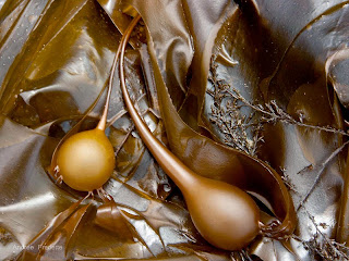 "Elegant Duo, Bull Kelp", Photo printed on aluminum, 24 x 18", © Andrée Fredette 2014 "Elegant Duo, Bull Kelp", Photo printed on aluminum, 24 x 18", © Andrée Fredette 2014