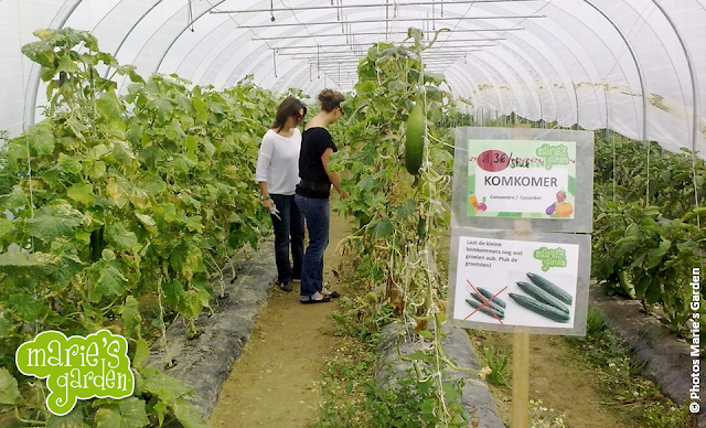 Marie's Garden - Récolter des légumes et des fruits "BIO" de ses propres mains aux portes de Bruxelles - Bruxelles-Bruxellons
