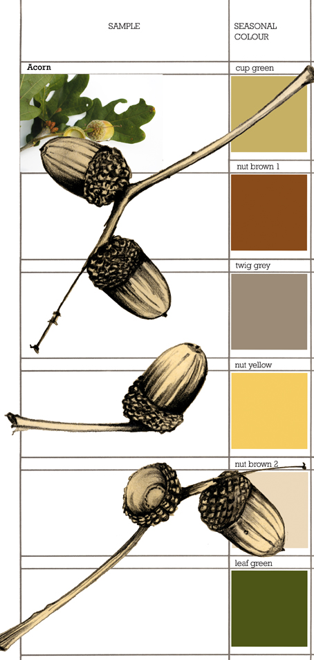 Acorn Colour