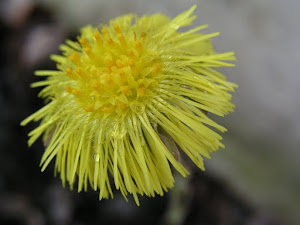 Coltsfoot (Tussilago farfara)