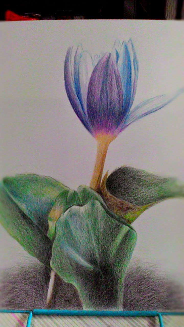 香水蓮 (Water lily) 色鉛筆畫 Colored pencil drawing