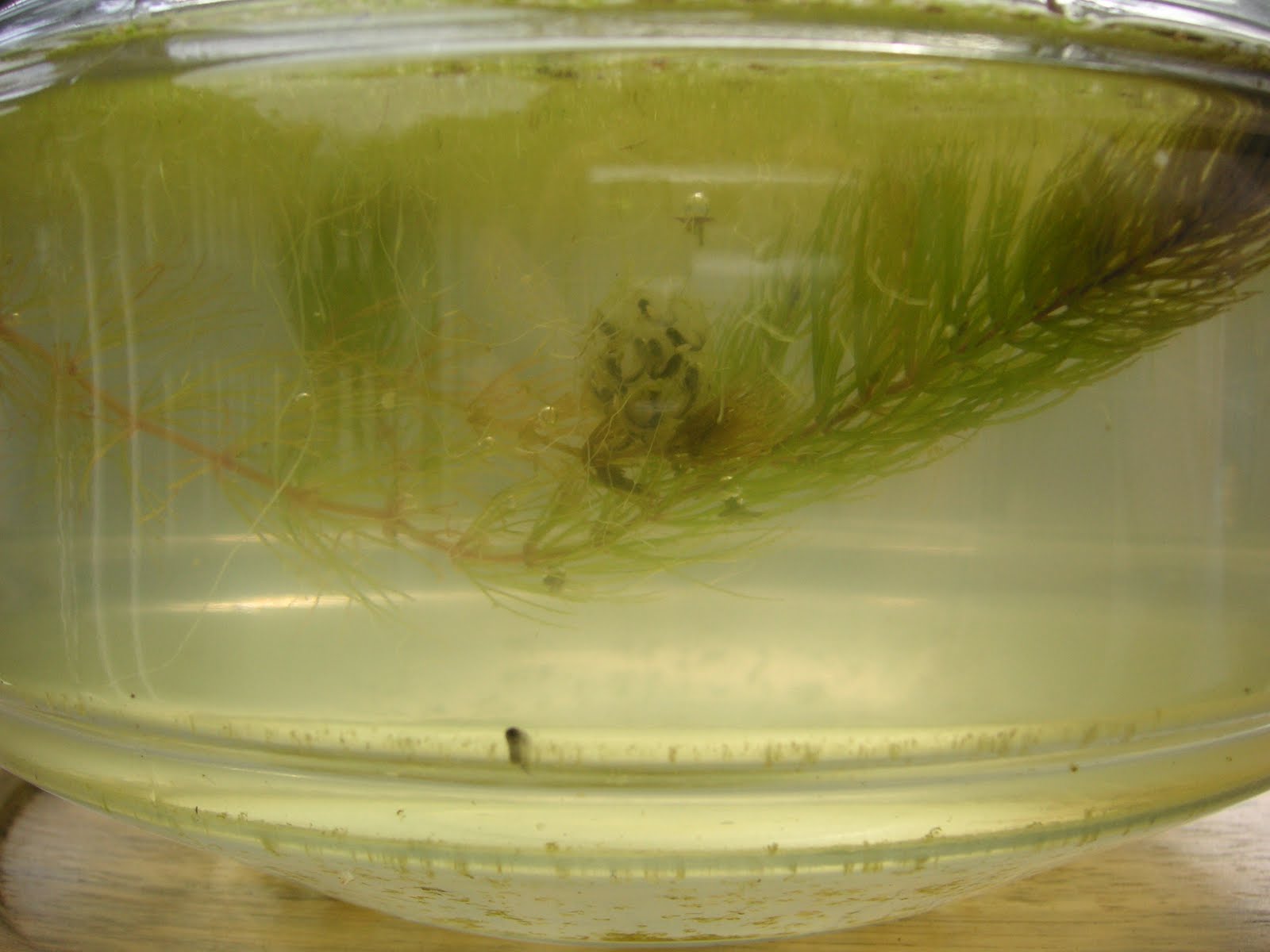 Nature ID Pacific chorus frog 05/30/11 at home