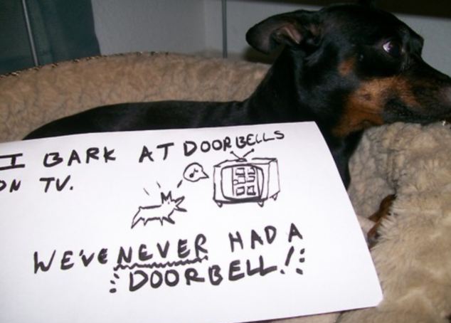 Bad Dogs With Naughty And Stupid Habits