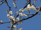 迫川の梅の花