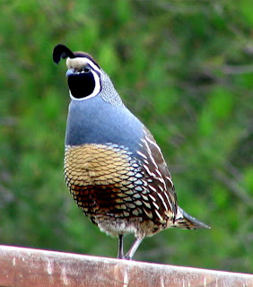 quail_1.jpg