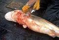 STOP SHARK FINNING!!!  Toυς κόβουν τα πτερύγια και τους ... "πετάνε" ζωντανούς στην θάλασσα.....