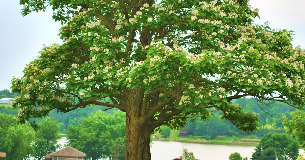 Schram Vineyards Winery & Brewery Waconia, MN The Chitalpa Tree