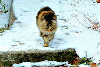 feral cat walking in snow