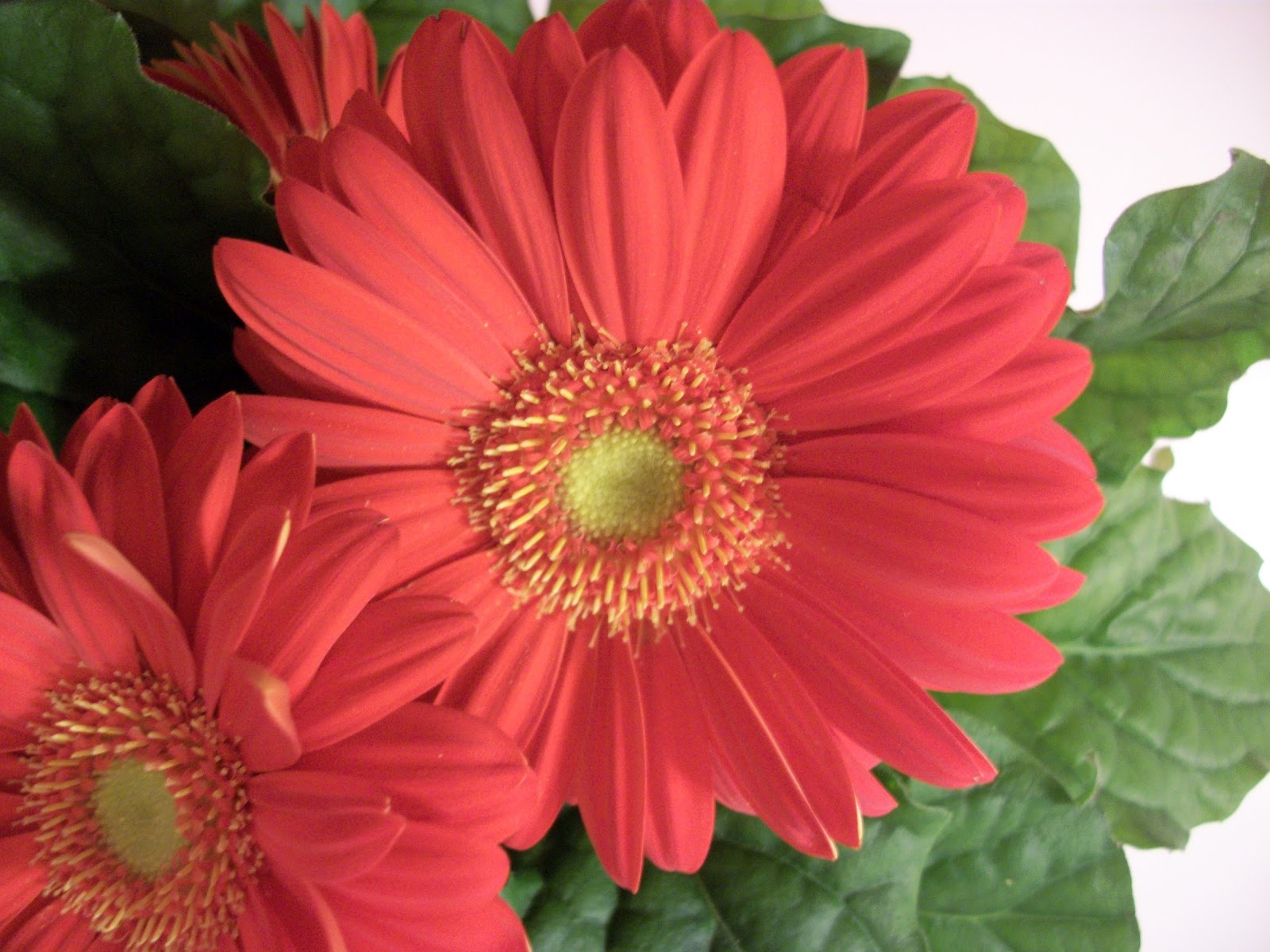 Writing Straight from the Heart Gerbera Daisy