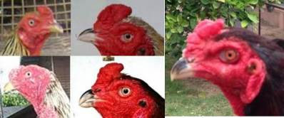 jengger ayam kecil (kiri) dan jengger ayam besar (kanan)