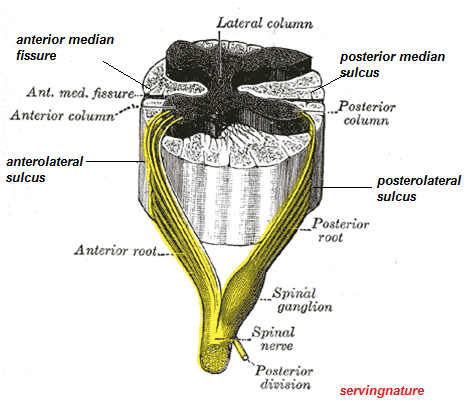 Healthy Body-Healthy Mind: Spinal Cord Anatomy